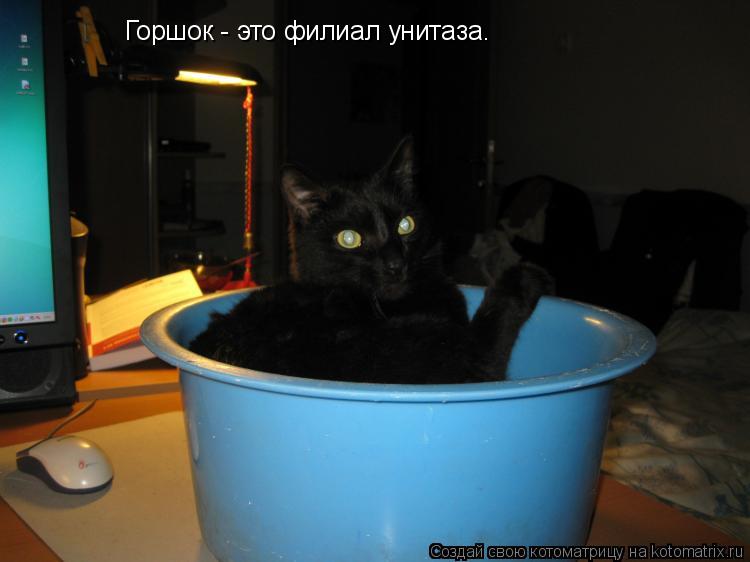 Горшок - это филиал унитаза.... Котоматрица: Горшок - это филиал унитаза.