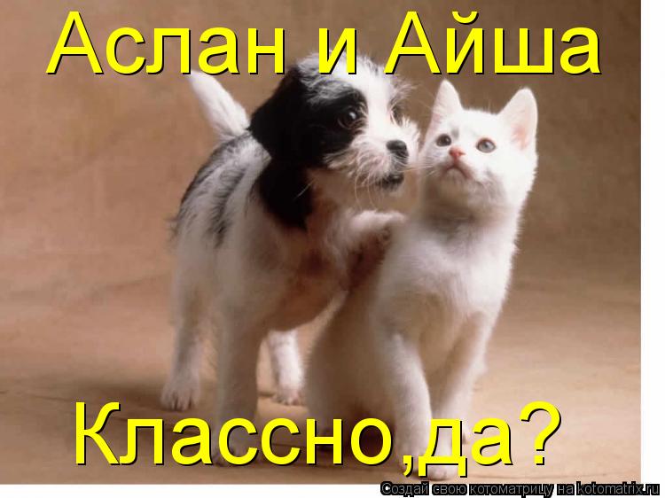 Аслан и Айша Классно,да?... Котоматрица: Аслан и Айша Классно,да?