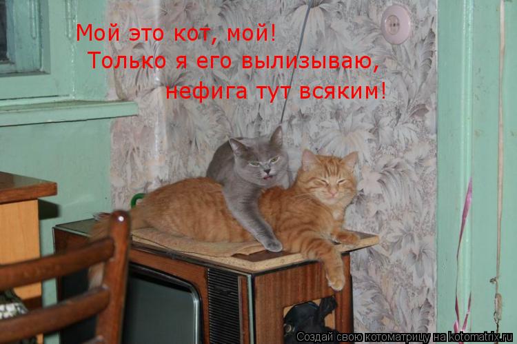 Мой это кот, мой! Только я его вылизываю, нефига тут всяким!... Котоматрица: Мой это кот, мой! Только я его вылизываю, нефига тут всяким!