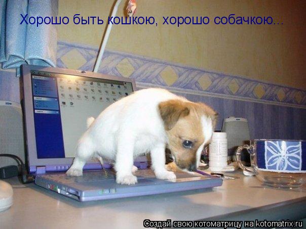 Котоматрица: Хорошо быть кошкою, хорошо собачкою...