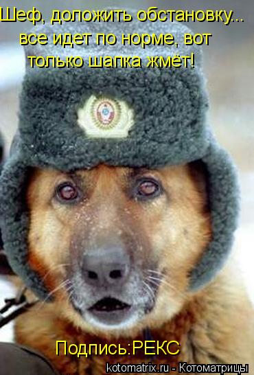 Шеф, доложить обстановку... все идет по норме, вот только шапка жмёт! Подпись:РЕКС... Котоматрица: Шеф, доложить обстановку... все идет по норме, вот только шапка жмёт! Подпись:РЕКС