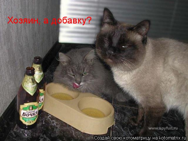 Котоматрица: Хозяин, а добавку?