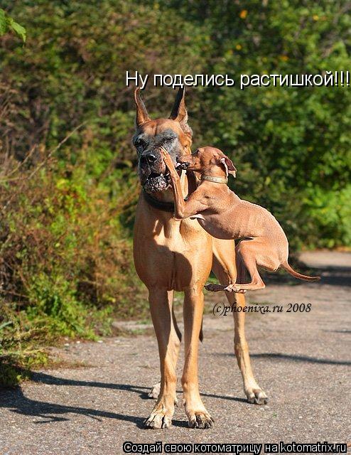 Ну поделись растишкой!!!... Котоматрица: Ну поделись растишкой!!!