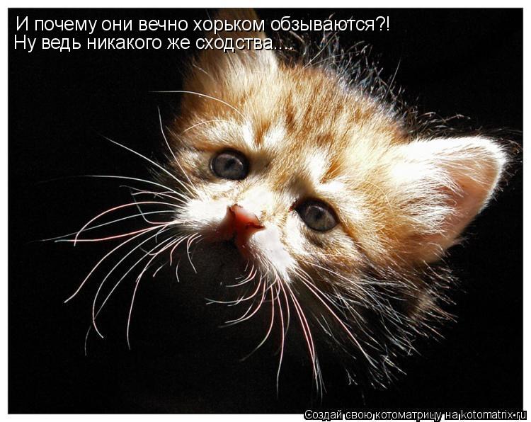 И почему они вечно хорьком обзываются?! Ну ведь никакого же сходства....... Котоматрица: И почему они вечно хорьком обзываются?! Ну ведь никакого же сходства....
