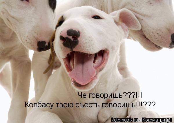 Че говоришь???!!! Колбасу твою съесть говоришь!!!???... Котоматрица: Че говоришь???!!! Колбасу твою съесть говоришь!!!???