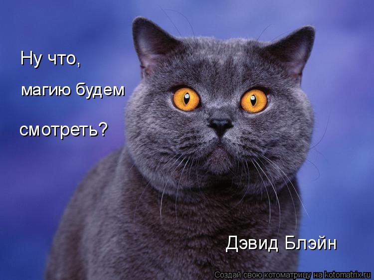 Дэвид Блэйн Ну что, магию будем смотреть?... Котоматрица: Дэвид Блэйн Ну что, магию будем смотреть?