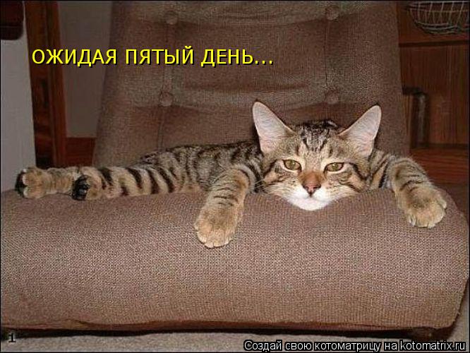 ОЖИДАЯ ПЯТЫЙ ДЕНЬ...... Котоматрица: ОЖИДАЯ ПЯТЫЙ ДЕНЬ...