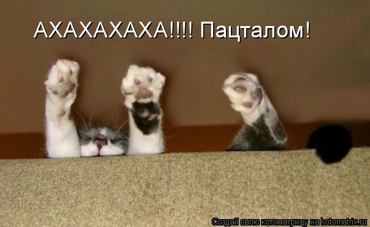 АХАХАХАХА!!!! Пацталом!... Котоматрица: АХАХАХАХА!!!! Пацталом!