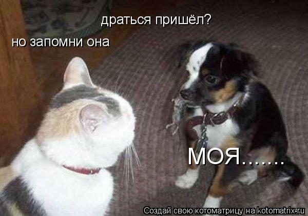 драться пришёл? но запомни она МОЯ.......... Котоматрица: драться пришёл? но запомни она МОЯ.......