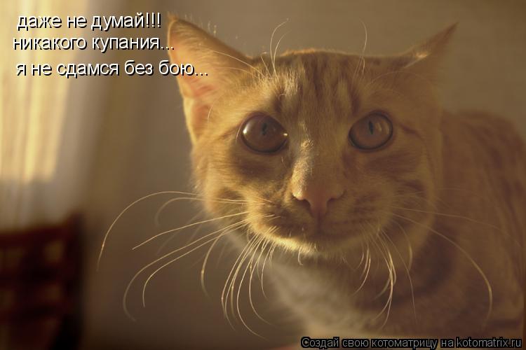 Котоматрица: даже не думай!!! я не сдамся без бою... никакого купания...