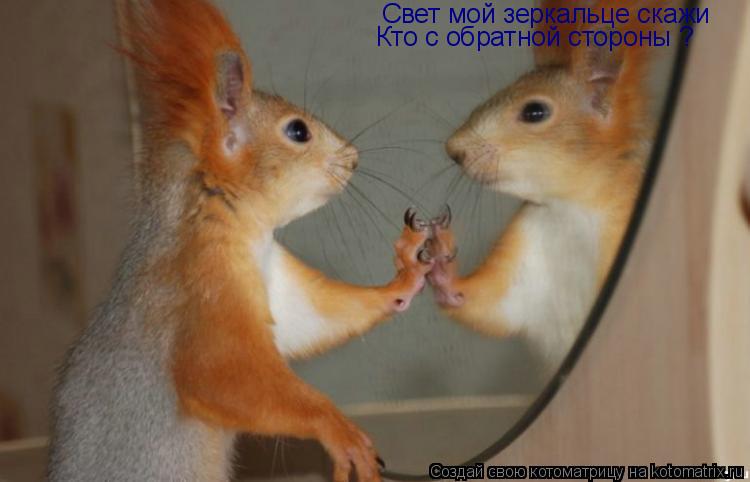 Котоматрица: Свет мой зеркальце скажи Кто с обратной стороны ?