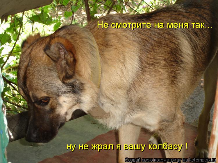 Не смотрите на меня так... ну не жрал я вашу колбасу !... Котоматрица: Не смотрите на меня так... ну не жрал я вашу колбасу !