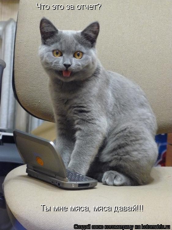 Что это за отчет? Ты мне мяса, мяса давай!!!... Котоматрица: Что это за отчет? Ты мне мяса, мяса давай!!!