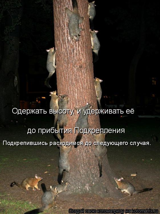 Одержать высоту, и удерживать её до прибытия Подкрепления Подкрепившись расходимся до следующего слу... Котоматрица: Одержать высоту, и удерживать её до прибытия Подкрепления Подкрепившись расходимся до следующего случая.