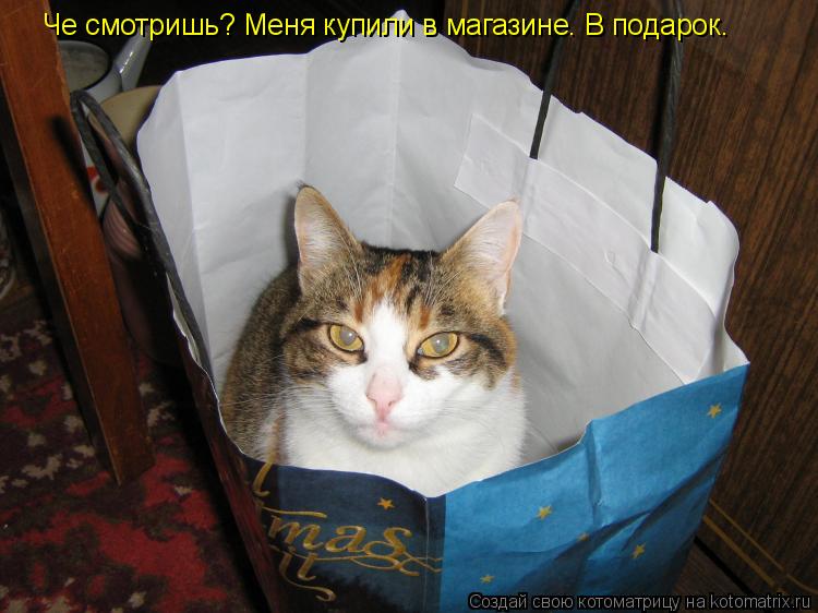 Че смотришь? Меня купили в магазине. В подарок.... Котоматрица: Че смотришь? Меня купили в магазине. В подарок.