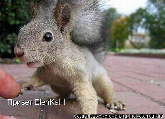 Привет ElenKa!!!... Котоматрица: Привет ElenKa!!!