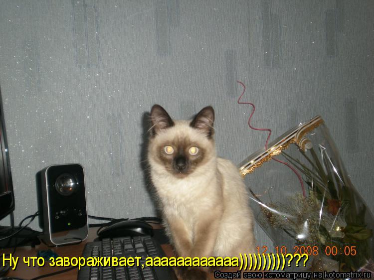 Ну что завораживает,аааааааааааа))))))))))???... Котоматрица: Ну что завораживает,аааааааааааа))))))))))???