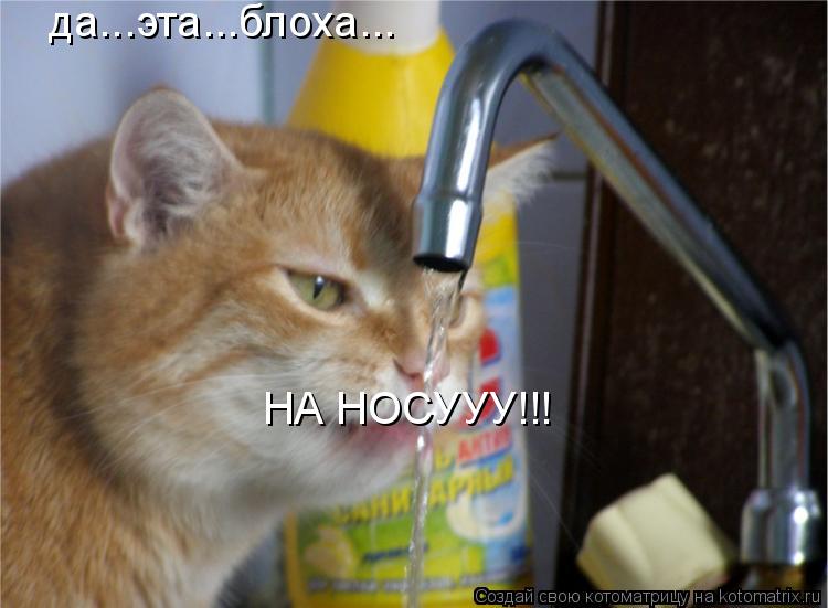 да...эта...блоха... НА НОСУУУ!!!... Котоматрица: да...эта...блоха... НА НОСУУУ!!!