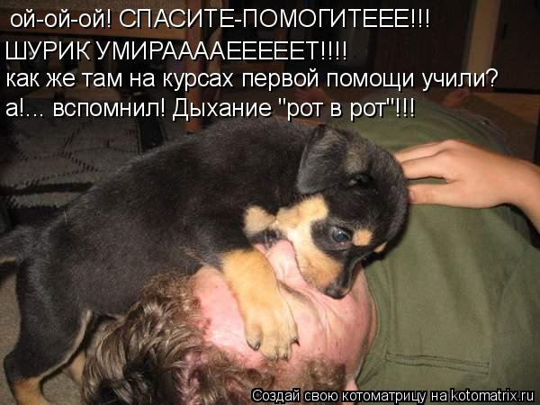 ой-ой-ой! СПАСИТЕ-ПОМОГИТЕЕЕ!!! ШУРИК УМИРААААЕЕЕЕЕТ!!!! как же там на курсах первой помощи учили? а!... Котоматрица: ой-ой-ой! СПАСИТЕ-ПОМОГИТЕЕЕ!!! ШУРИК УМИРААААЕЕЕЕЕТ!!!! как же там на курсах первой помощи учили? а!... вспомнил! Дыхание "рот в рот"!!!