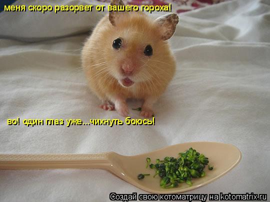 меня скоро разорвет от вашего гороха! во! один глаз уже...чихнуть боюсь!... Котоматрица: меня скоро разорвет от вашего гороха! во! один глаз уже...чихнуть боюсь!