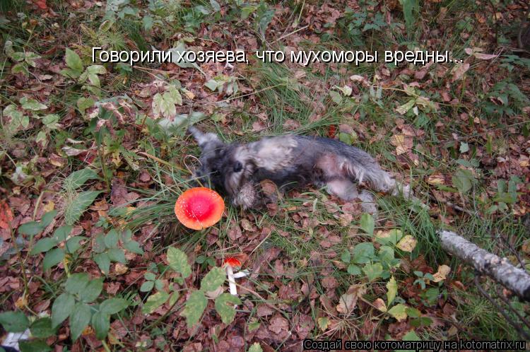 Говорили хозяева, что мухоморы вредны... Но не настолько же! Говорили хозяева, что мухоморы вредны...... Котоматрица: Говорили хозяева, что мухоморы вредны... Но не настолько же! Говорили хозяева, что мухоморы вредны...