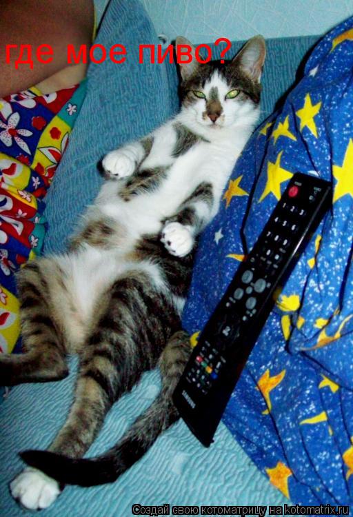 Котоматрица: где мое пиво?