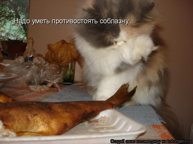 Надо уметь противостоять соблазну...... Котоматрица: Надо уметь противостоять соблазну...