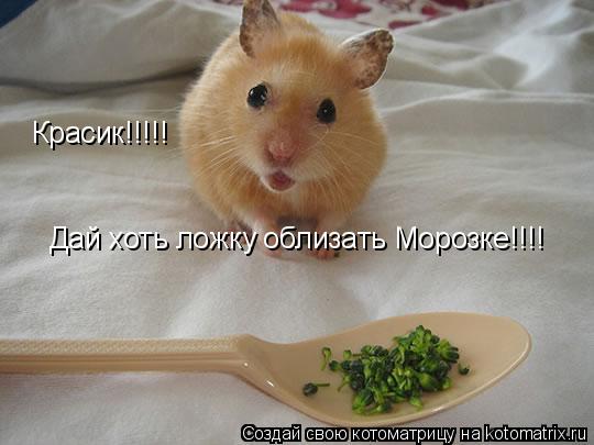 Красик!!!!! Дай хоть что что нибудь пожрать Морозке!!!! Дай хоть ложку облизать Морозке!!!!... Котоматрица: Красик!!!!! Дай хоть что что нибудь пожрать Морозке!!!! Дай хоть ложку облизать Морозке!!!!