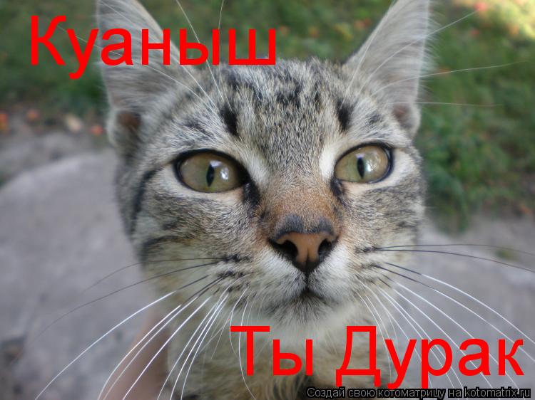 Куаныш Ты Дурак... Котоматрица: Куаныш Ты Дурак