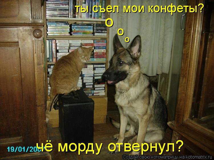 ты съел мои конфеты? о о о чё морду отвернул?... Котоматрица: ты съел мои конфеты? о о о чё морду отвернул?