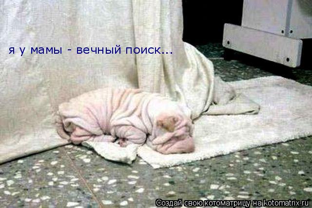 я у мамы - вечный поиск...... Котоматрица: я у мамы - вечный поиск...