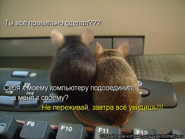 Ты всё правильно сделал??? Себя к моему компьютеру подсоединил, а меня к своему? Не переживай, завтр... Котоматрица: Ты всё правильно сделал??? Себя к моему компьютеру подсоединил, а меня к своему? Не переживай, завтра всё увидишь!!!