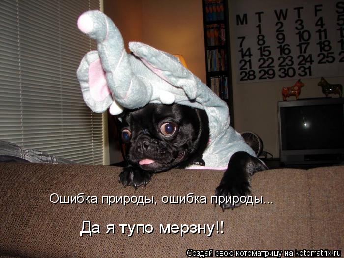Ошибка природы, ошибка природы... Да я тупо мерзну!!... Котоматрица: Ошибка природы, ошибка природы... Да я тупо мерзну!!