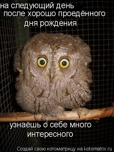 на следующий день после хорошо проедённого дня рождения узнаёшь о себе много интересного... Котоматрица: на следующий день после хорошо проедённого дня рождения узнаёшь о себе много интересного