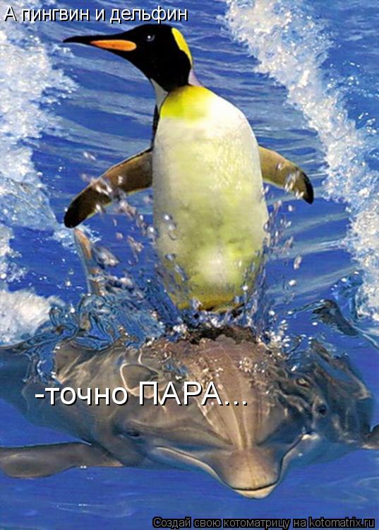 А пингвин и дельфин -точно ПАРА...... Котоматрица: А пингвин и дельфин -точно ПАРА...