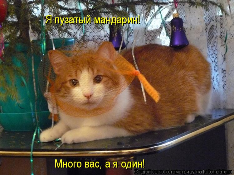 Я пузатый мандарин! Много вас, а я один!... Котоматрица: Я пузатый мандарин! Много вас, а я один!