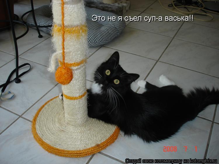 Это не я съел суп-а васька!!... Котоматрица: Это не я съел суп-а васька!!