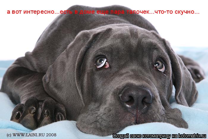 а вот интересно...есть в доме еще пара тапочек...что-то скучно...... Котоматрица: а вот интересно...есть в доме еще пара тапочек...что-то скучно...