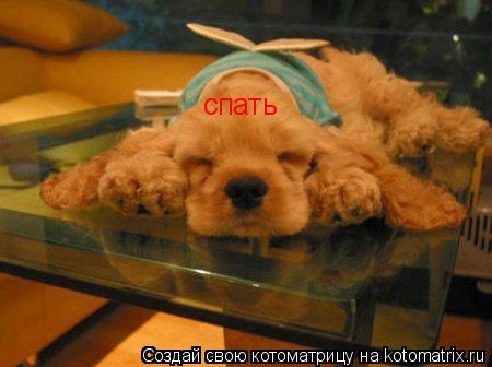 спать... Котоматрица: спать