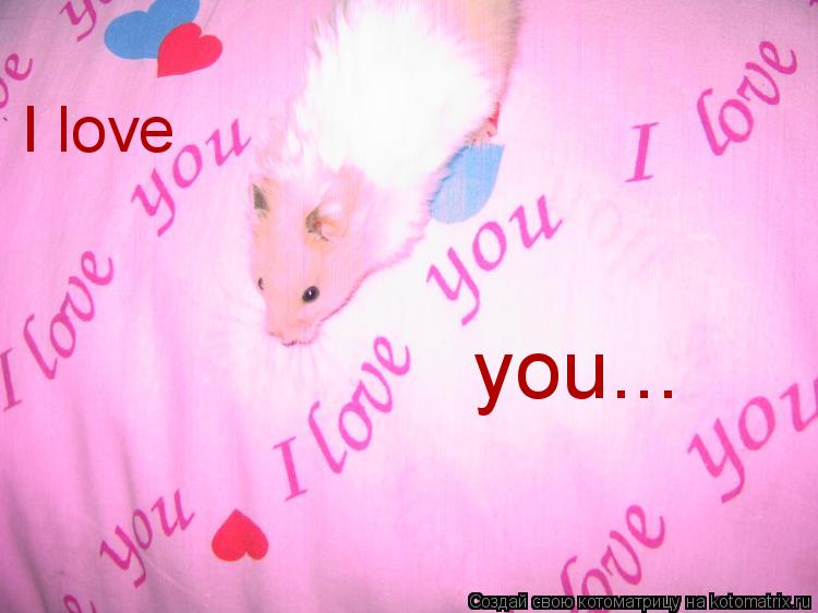 Котоматрица: I love you...