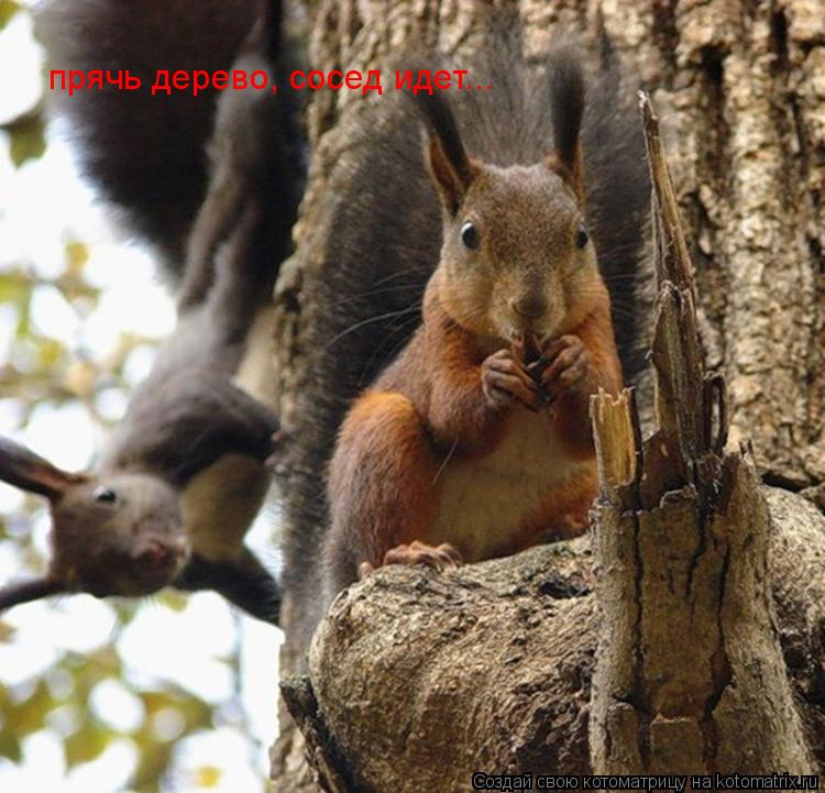 прячь дерево, сосед идет...... Котоматрица: прячь дерево, сосед идет...