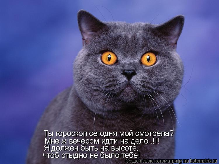 Ты гороскоп сегодня мой смотрела? Мне ж вечером идти на дело..!!! Я должен быть на высоте. чтоб стыдн... Котоматрица: Ты гороскоп сегодня мой смотрела? Мне ж вечером идти на дело..!!! Я должен быть на высоте. чтоб стыдно не было тебе!