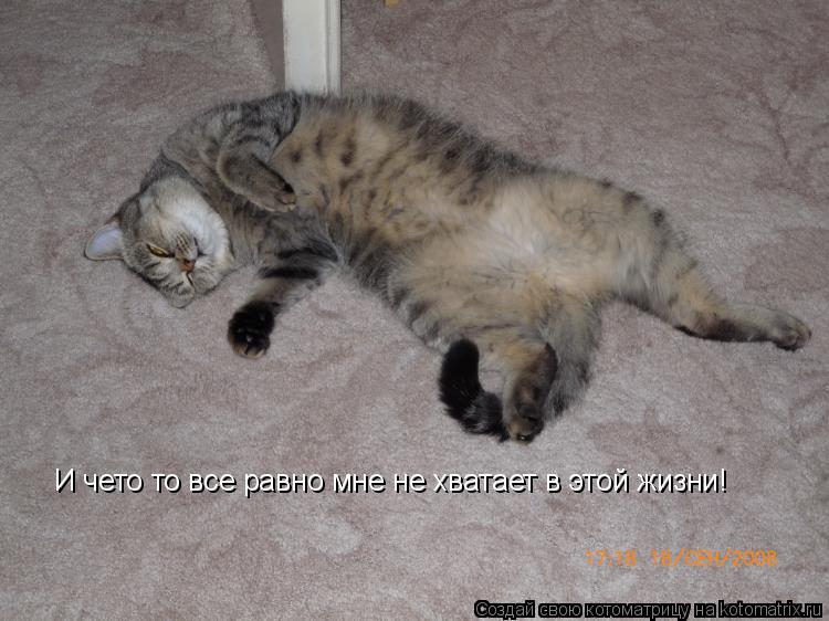 И чето то все равно мне не хватает в этой жизни!... Котоматрица: И чето то все равно мне не хватает в этой жизни!