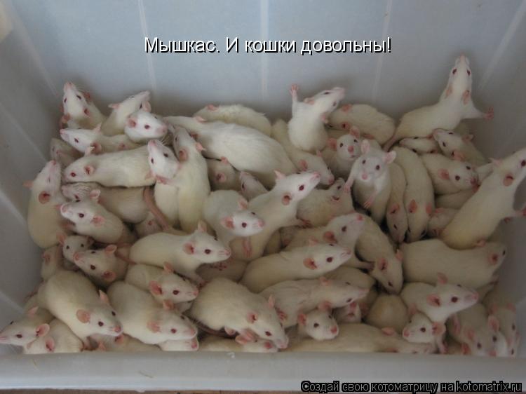 Котоматрица: Мышкас. И кошки довольны!