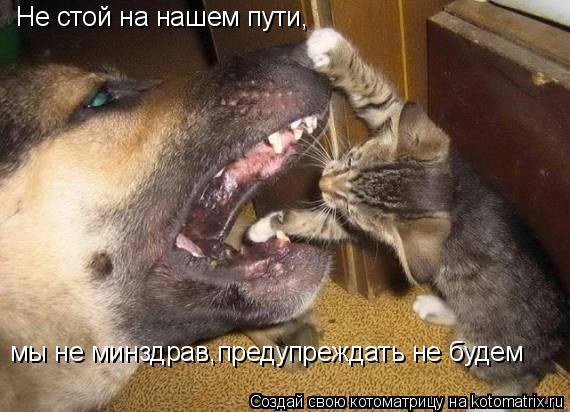 Не стой на нашем пути, мы не минздрав,предупреждать не будем... Котоматрица: Не стой на нашем пути, мы не минздрав,предупреждать не будем