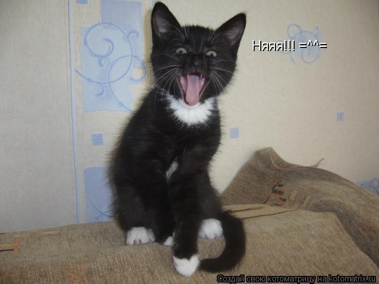Няяя!!! =^^=... Котоматрица: Няяя!!! =^^=