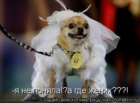 -я не поняла!?а где жених???!... Котоматрица: -я не поняла!?а где жених???!