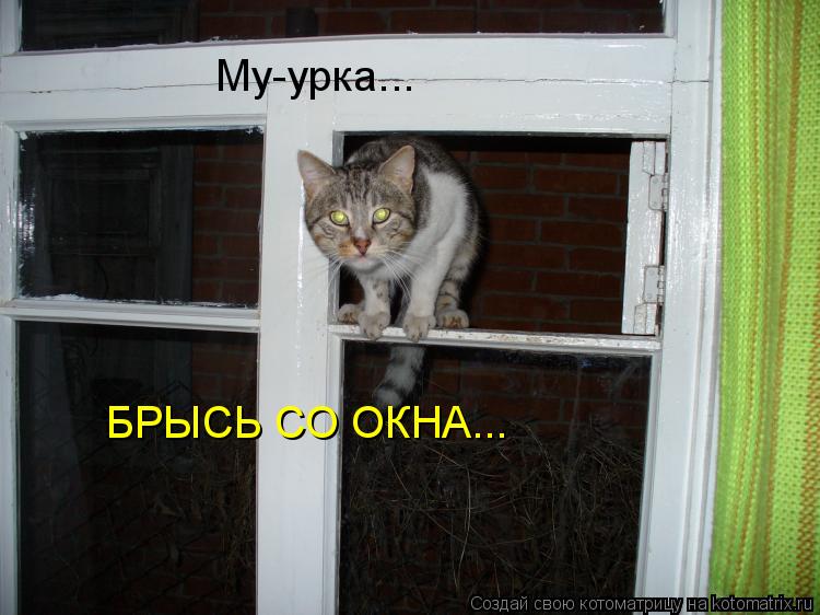 Му-урка... БРЫСЬ СО ОКНА...... Котоматрица: Му-урка... БРЫСЬ СО ОКНА...