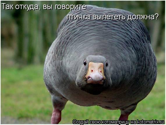 Так откуда, вы говорите птичка вылететь должна?... Котоматрица: Так откуда, вы говорите птичка вылететь должна?