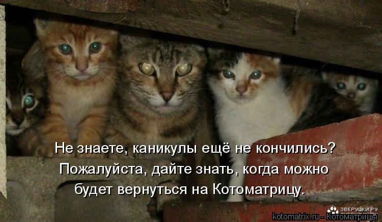 Не знаете, каникулы ещё не кончились? Пожалуйста, дайте знать, когда можно будет вернуться на Котом... Котоматрица: Не знаете, каникулы ещё не кончились? Пожалуйста, дайте знать, когда можно будет вернуться на Котоматрицу.